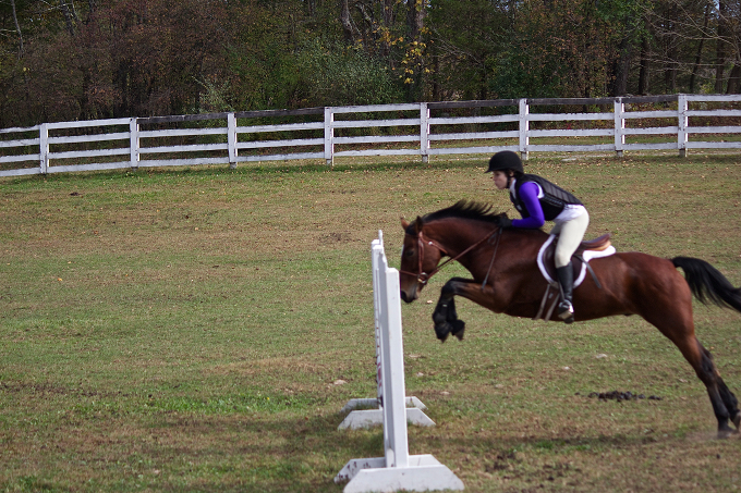 Darby O'Day, Connemara Pony gelding